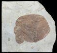 Two Paleocene Fossil Leaves (Beringiaphyllum & Davidia) - Montana #71503-1